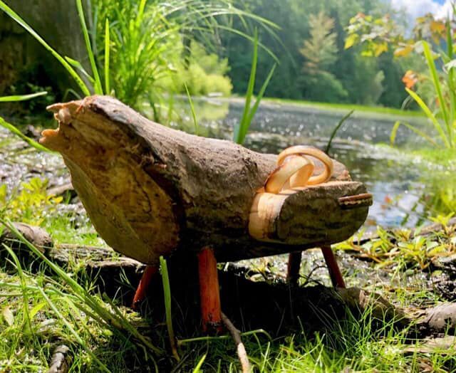 Boîte à bagues en bois du barrage canadien de castors