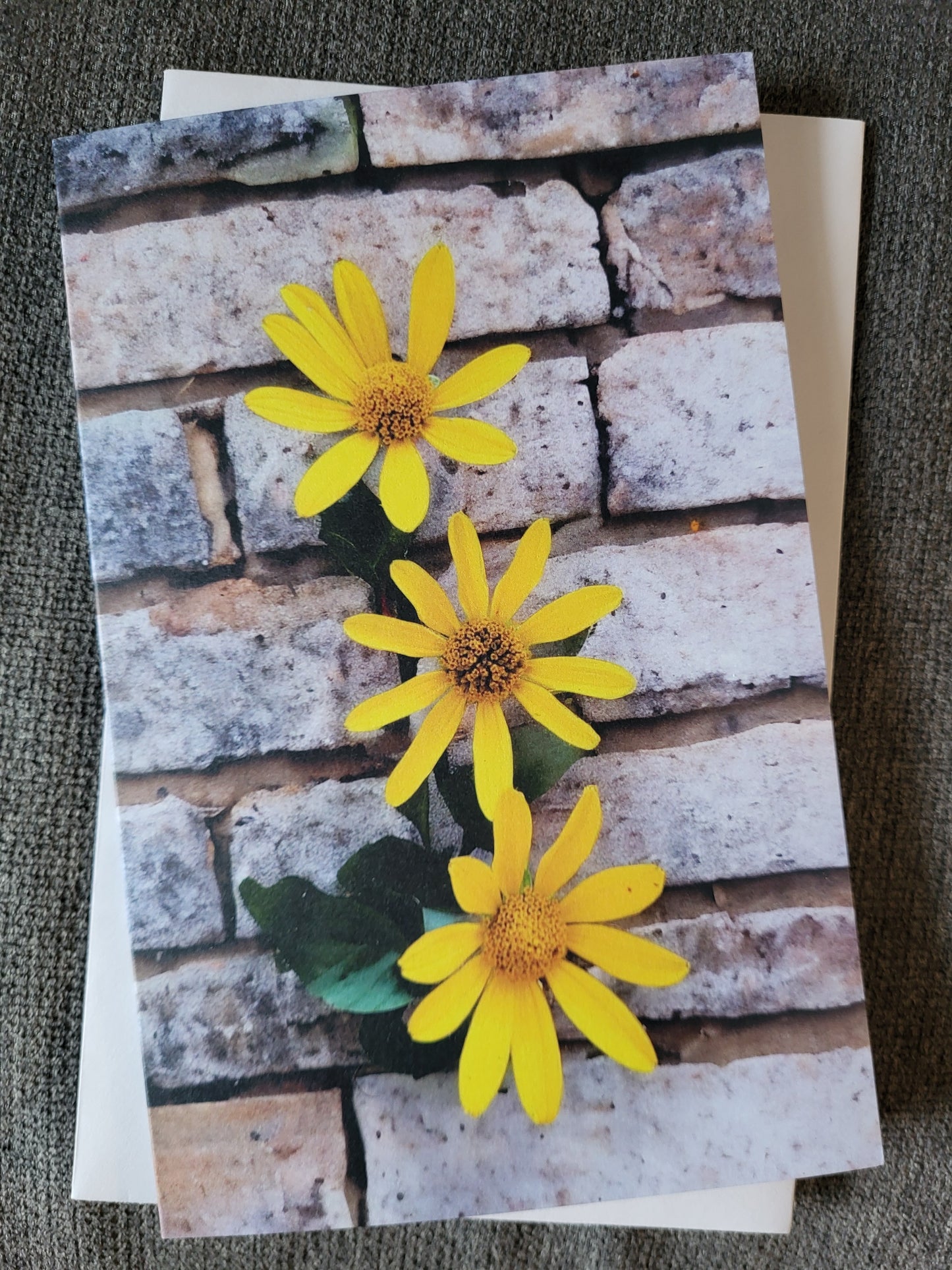 Trio fleurs jaunes et mur de briques